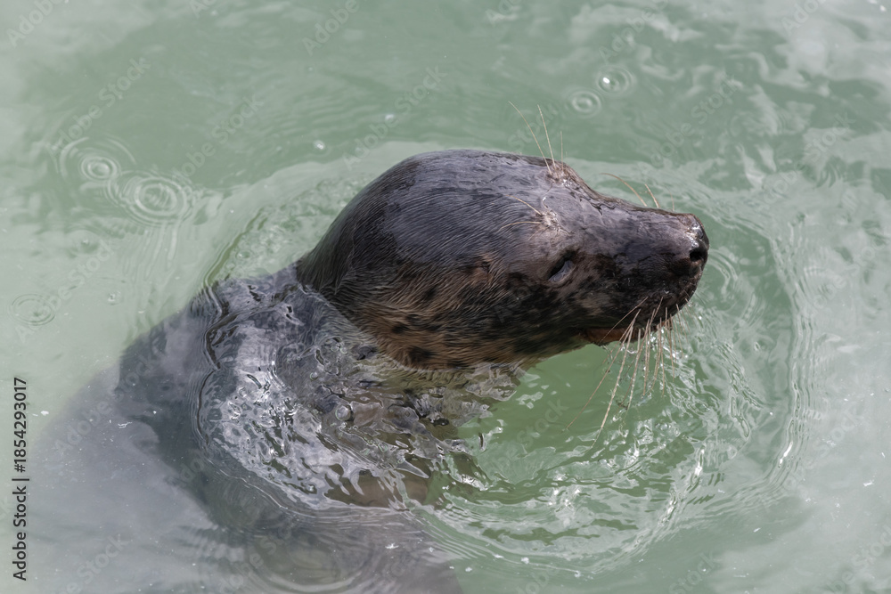 Fototapeta premium Head shot of a common seal (phoca vitulina) pup in the water