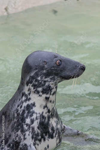 Head shot of a grey seal (halichoerus grypus) in the water