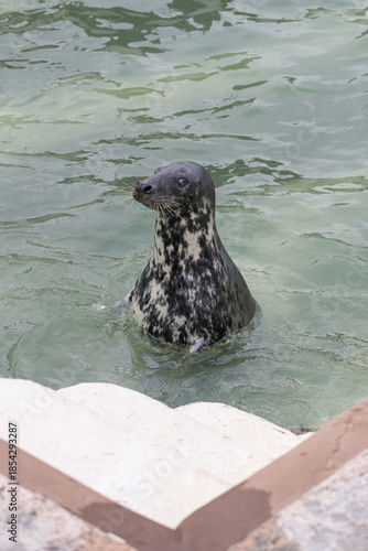Head shot of a grey seal (halichoerus grypus) in the water