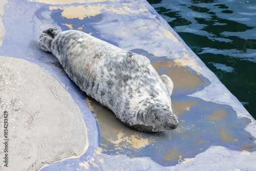 Photo of a grey seal (halichoerus grypus) laying in the sun