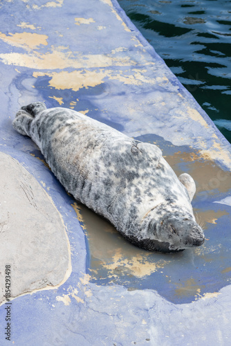 Photo of a grey seal (halichoerus grypus) laying in the sun