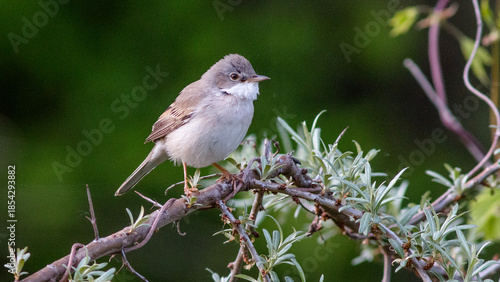 robin on a branch