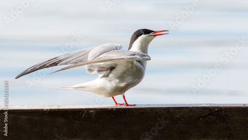 seagull on the beach
