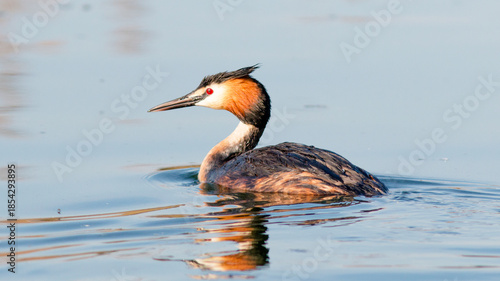 great crested grebe