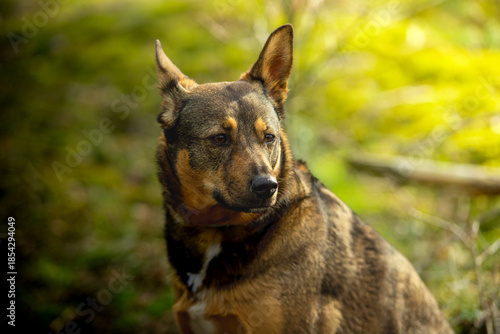 Pies w typie owczarka w trakcie spaceru w lesie. Siedząc na ziemi obserwuje otoczenie.
