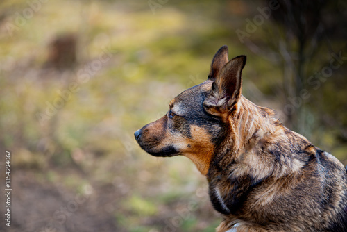 Pies w typie owczarka w trakcie spaceru w lesie. Siedząc na ziemi obserwuje otoczenie.