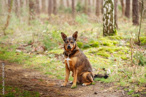 Pies w typie owczarka w trakcie spaceru w lesie. Siedząc na ziemi, z postawionymi uszami spogląda w stronę obiektywu.