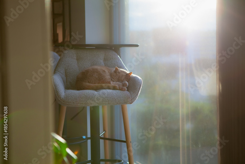 Foto A cat rests on a soft chair placed by a window
