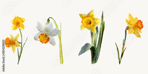 Set of yellow daffodils, narcissus, spring flowers, watercolor