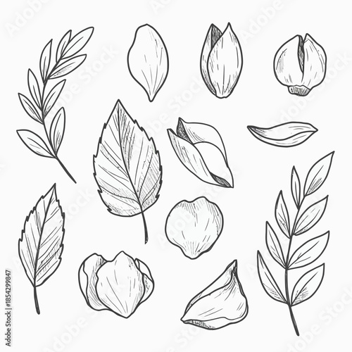 Charming vector illustration showcasing minimalist hand-drawn botanical elements diverse leaves, delicate petals, and opening buds in a rough ink sketch style