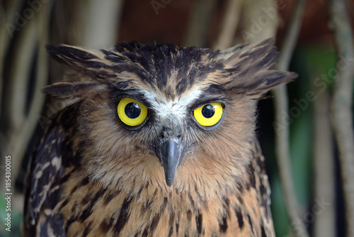 Funny gaze of a buffy fish owl (Ketupa ketupu or malay fish owl) in Gembira Loka Zoo. Yogyakarta, Indonesia