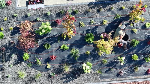 Caucasian Gardener Tends to a Colorful Plant Bed with Irrigation System.