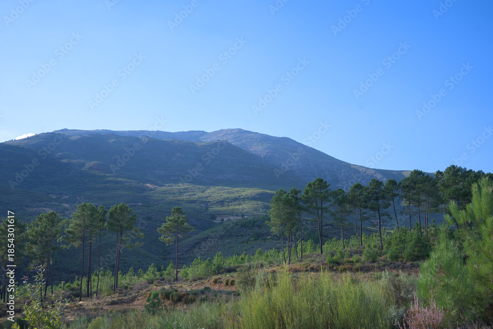 custom made wallpaper toronto digitalReforestation after wildfire mountain landscape