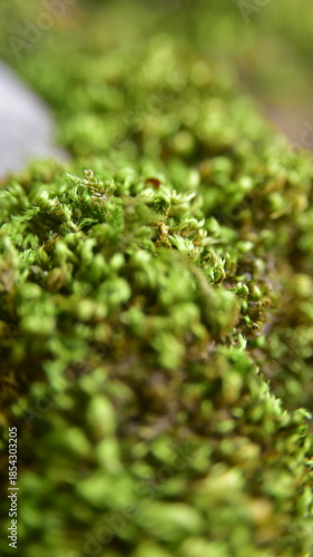 green moss on the stone