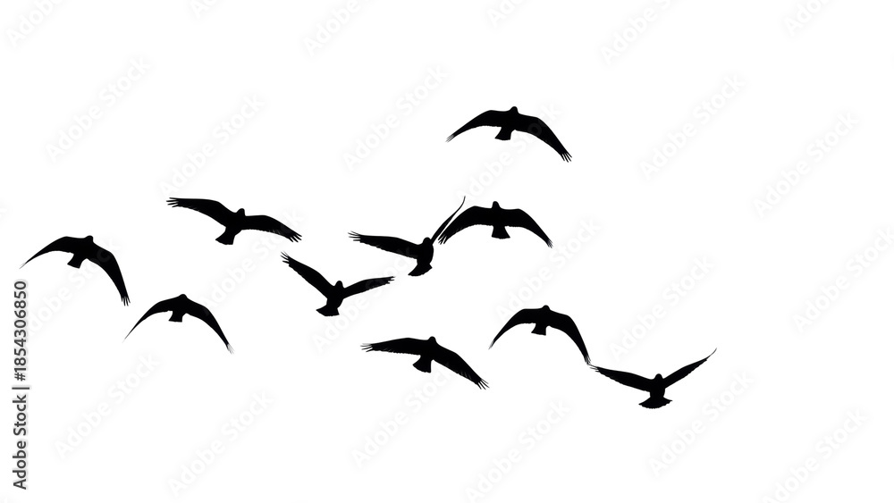 Fototapeta premium Flock of birds silhouettes PNG isolated on transparent background, flying birds group for nature and wildlife designs