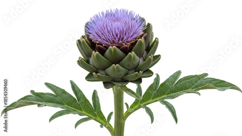 Tableau sur toile Purple artichoke flower PNG isolated on transparent background, edible thistle p