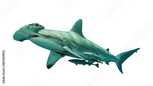 Canvastavla Hammerhead shark with remoras PNG isolated on transparent background, marine pre