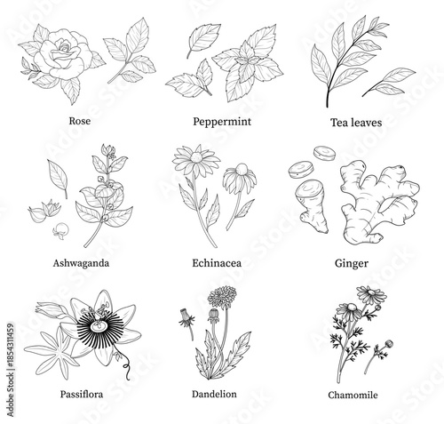 Wild flowers vector collection. herbs, herbaceous flowering plants, blooming flowers, subshrubs isolated on white background.