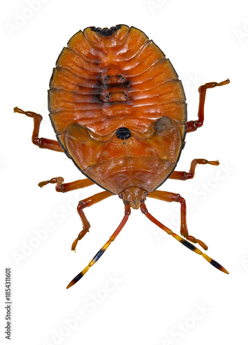 5th Instar of Bronze Orange Bug