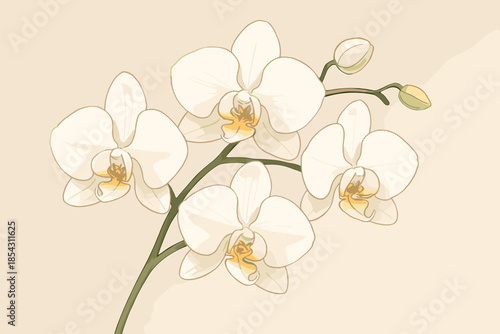 Elegant Orchid Blossoms. Delicate white orchid blossoms arranged in an elegant composition against a neutral background, soft