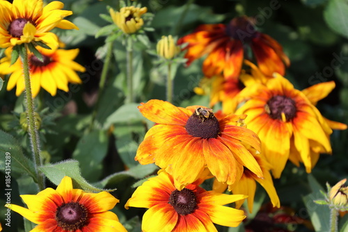 honey bee (honey-bee, honeybee) atop bouquet orange, yellow, red blossoms, many petals, dark-brown centers (macro, close-up)