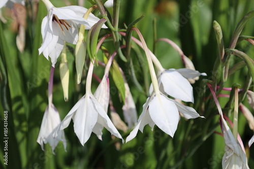 cluster white purple flowers, pointed petals, drooping down below stem in sunshine (macro, close-up, summer)