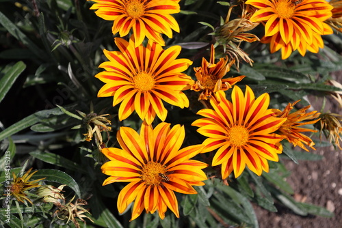 honey bee (honey-bee, honeybee) visits orange, yellow, golden flower, many long, slender petals (macro, close-up)