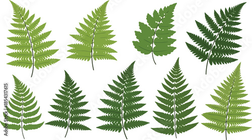 Collection of green fern leaves, natural plant elements for design and decoration isolated on white background