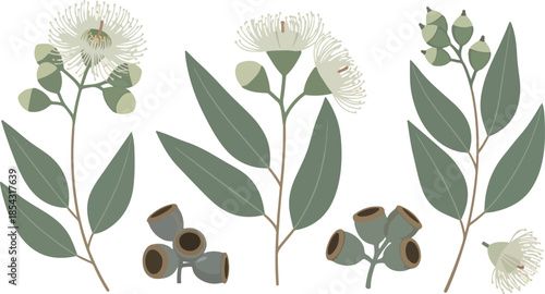 Elegant Eucalyptus Sprigs A Botanical Illustration of Leaves, Buds, and Blossoms for Design