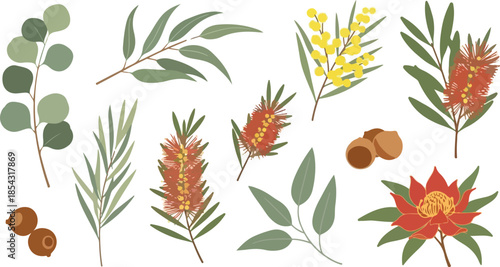 Collection of Australian Native Floral Elements Eucalyptus, Wattle, and Bottlebrush Illustrations