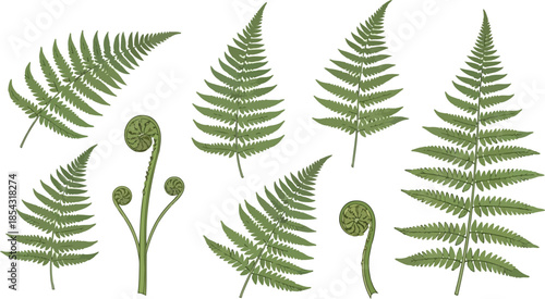 Various Fern Leaf Illustrations A Collection of Green Botanical Elements for Design and Decoration