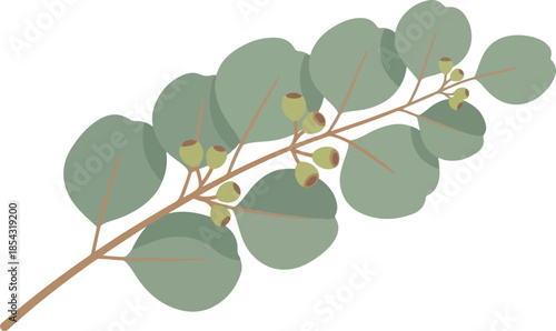 Eucalyptus Branch Illustration Simple botanical design of leaves and buds for decoration or design projects