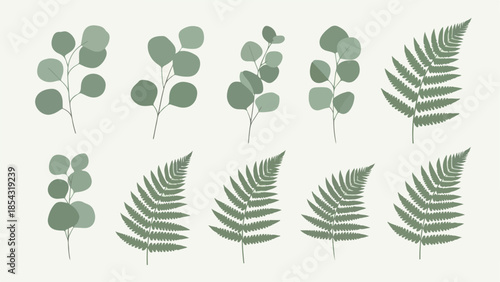 Vector illustration of botanical elements, eucalyptus and fern leaves for design elements