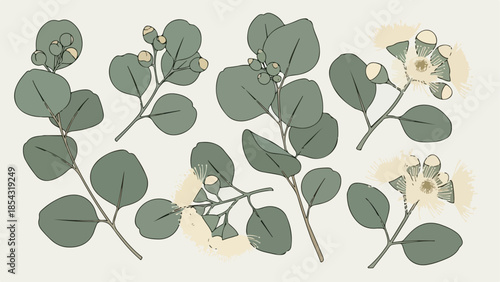 Eucalyptus Sprigs Illustration Elegant Depiction of Australian Native Flora with Botanical Elements