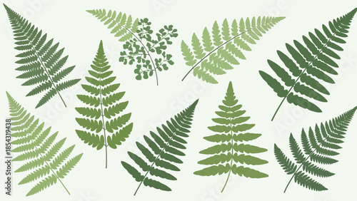 Various illustrations of fern leaves showcasing different shapes and shades of green on a white background