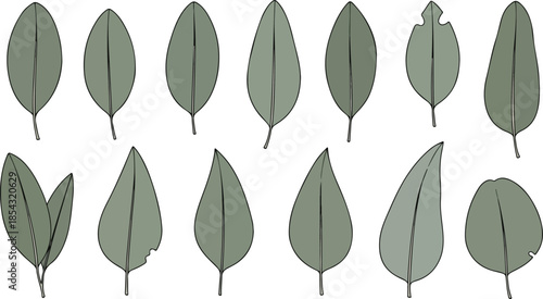 Diverse Botanical Leaf Collection A Study in Shapes and Styles for Nature Enthusiasts and Designers