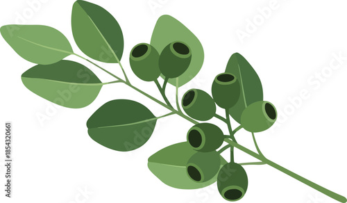 Eucalyptus Branch Illustration Simple Vector Design of Leaves and Berries in Green for Botanical Art