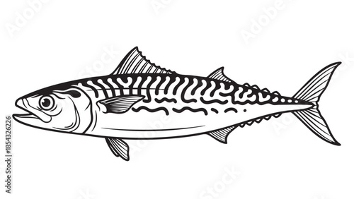 A mackerel fish illustration on a plain white background viewed from the side