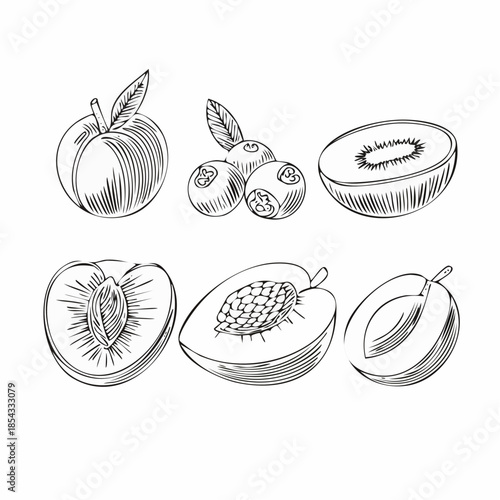 Detailed Hand Drawn Fruit Illustrations.