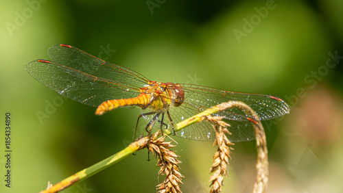 Common darter dragonfly resting . Colourful insect