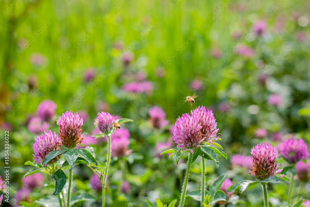 Fototapeta premium Honey Bee Hovering Over Pink Red Clover Flowers in Sunny Meadow