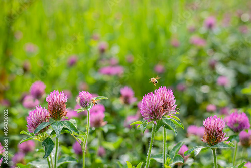 Honey Bee Hovering Over Pink Red Clover Flowers in Sunny Meadow