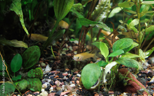 Fathead Minnow, Pimephales promelas, swimming in an aquarium