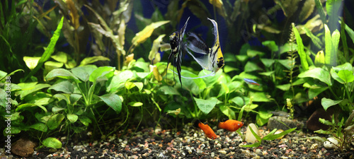 Angelfish and Platy in Heavily Planted Tropical Aquarium