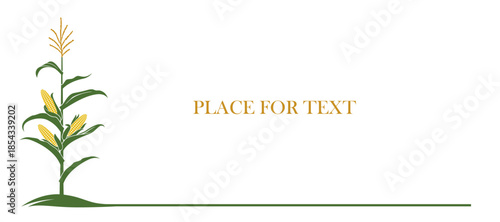 corn cob background isolated on white background