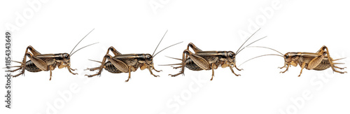 Set of Cricket Insect Collection, Realistic Brown Field Cricket Illustration in Multiple Poses, Isolated on Transparent PNG Background, Oil Paint