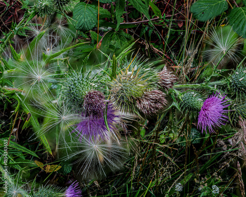 Thistle flowers and seed heads in sharp contrast.