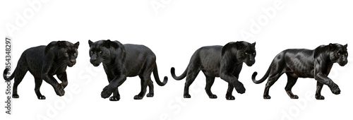 Set of realistic black panther collection isolated on transparent PNG background, oil paint