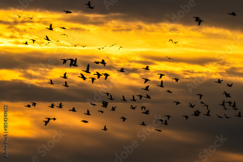 Flock of mallard ducks in flight in silhouette against a sunrise.