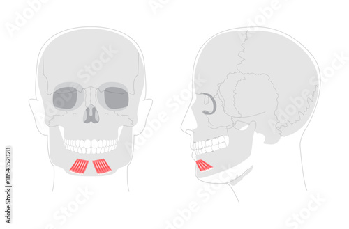 Depressor labii inferioris - Human facial muscle shown in labeled anatomy diagram responsible for lowering the lower lip and exposing teeth, important for expressions like sadness, medical reference